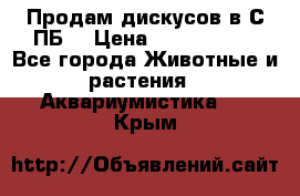 Продам дискусов в С-ПБ. › Цена ­ 3500-4500 - Все города Животные и растения » Аквариумистика   . Крым